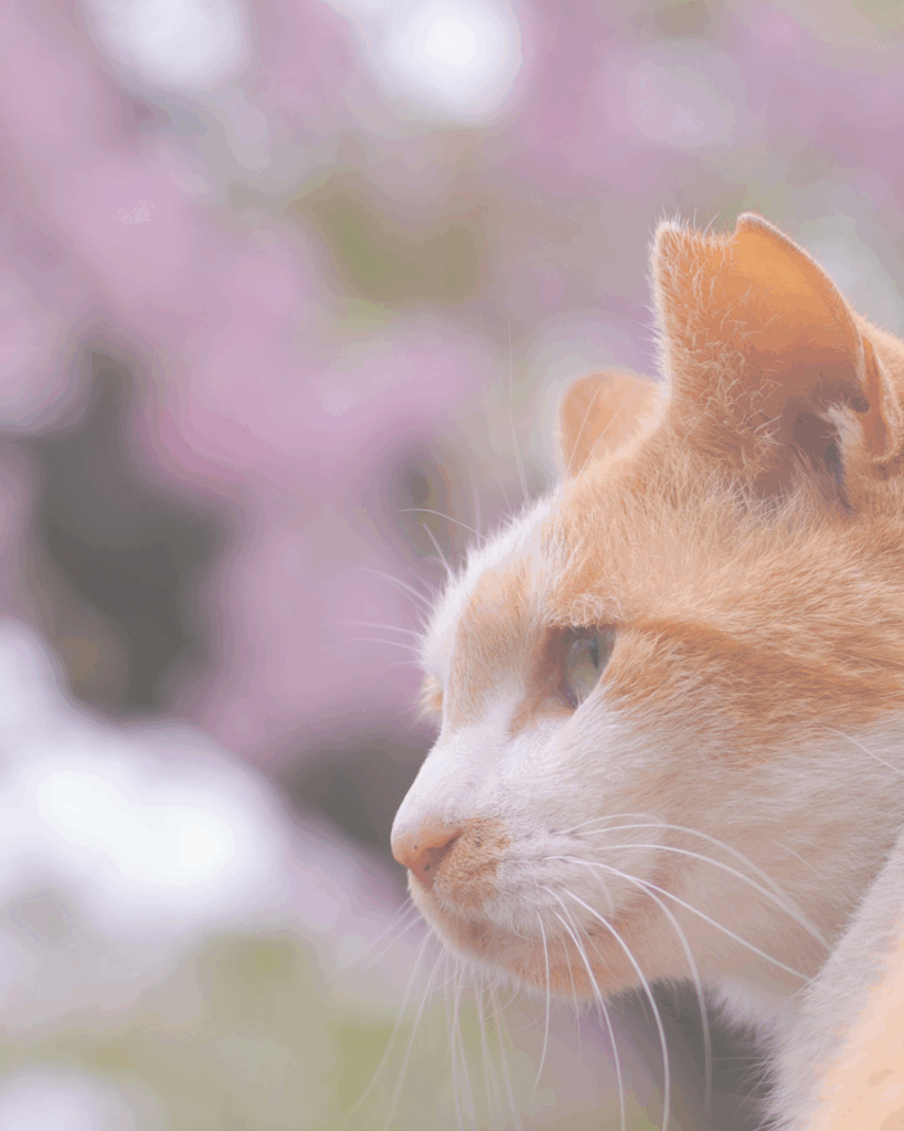 さくら耳の猫