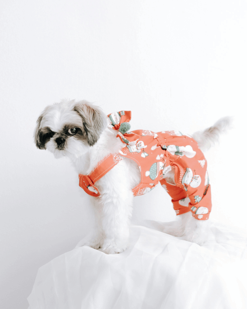 洋服を着たシーズー犬