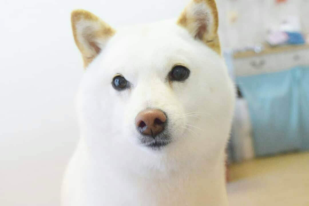 ドッグサロンMeに来てくれたわんちゃん 9