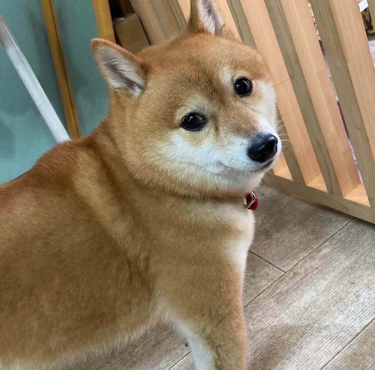 ドッグサロンMeに来てくれたわんちゃん 8