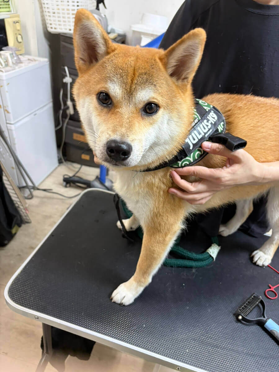 ドッグサロンMeに来てくれたわんちゃん 13