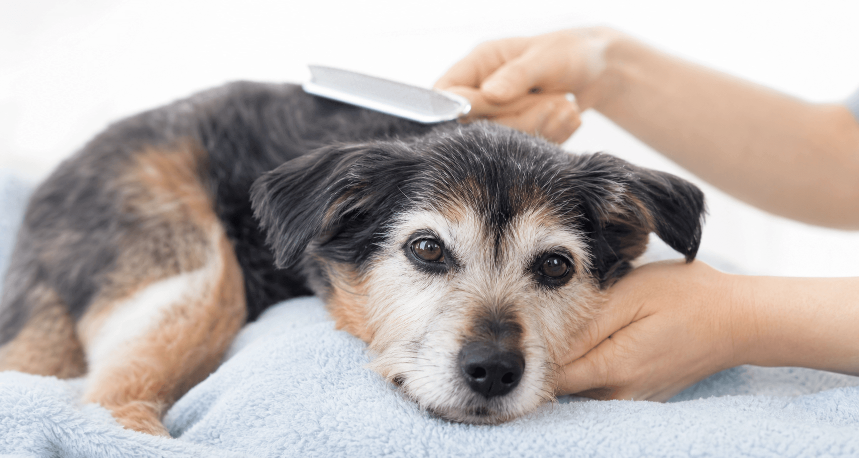 シニアのミックス犬をやさしくケアしている様子