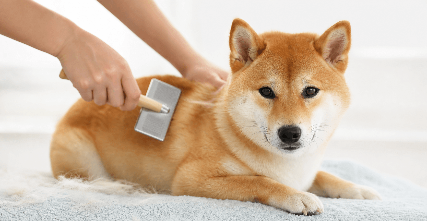 柴犬の抜け毛ケアをしている様子
